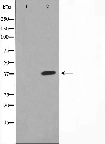 Western blot analysis of JunB expression in HeLa whole cell lysates,The lane on the left is treated with the antigen-specific peptide.