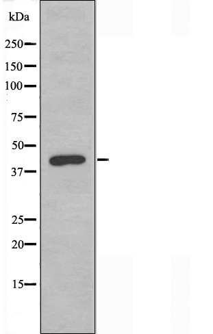 Western blot analysis of extracts from Jurkat cells, using 14-3-3 ? antibody.