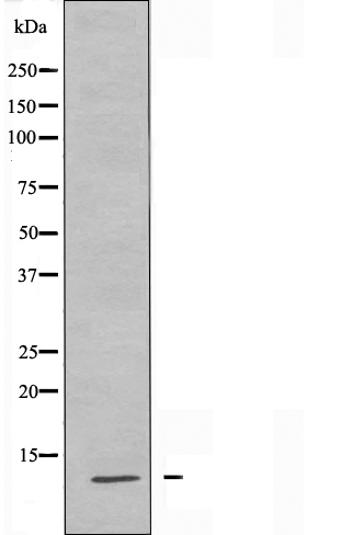 Western blot analysis of extracts from COS7 cells, treated with TSA 400nM 24h, using Histone H4 (Acetyl-Lys5) Antibody.