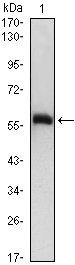Figure 1: Western blot analysis using A1BG mouse mAb against A1BG(AA: 320-495)-hIgGFc transfected HEK293 (1)cell lysate.