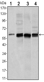 Figure 1: Western blot analysis using AKT1 mouse mAb against NIH/3T3 (1), Hela (2),COS7 (3) and Jurkat (4) cell lysate.