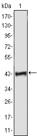 Figure 1: Western blot analysis using ATP2C1 mAb against human ATP2C1 (AA: 119-269) recombinant protein. (Expected MW is 41.7 kDa)