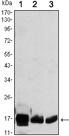 Figure 1: Western blot analysis using COX4I1 mouse mAb against HEK293 (1), A549 (2) and PC12 (3) cell lysate.