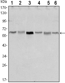 Figure 1: Western blot analysis using STK11 mouse mAb against NIH/3T3 (1),Raw246.7 (2), COS7 (3), Jurkat (4), HEK293 (5) and A431 (6) cell lysate.