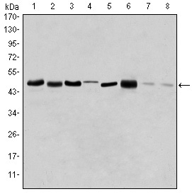 Figure 1: Western blot analysis using AURKA mouse mAb against HEK293 (1), Sw620 (2), MCF-7 (3), Jurkat (4), Hela (5), HepG2 (6), Cos7 (7) and PC-12 (8) cell lysate.