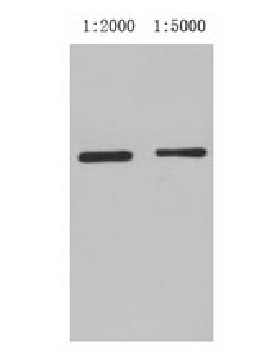 Western blot analysis of GST-tag fusion protein, using GST-Tag Mouse Monoclonal antibody (lane 1: 1:2000; lane 2: 1:5000).
