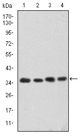 Figure 1: Western blot analysis using CDK5 mouse mAb against Hela (1), K562 (2), PC-12 (3) and Cos7 (4) cell lysate.