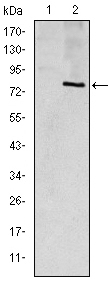 Figure 1: Western blot analysis using ApoE mAb against HEK293 (1) and ApoE (AA: 20-267)-hIgGFc transfected HEK293 (2) cell lysate.