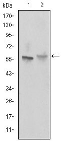 Figure 1: Western blot analysis using ABCG2 mouse mAb against NIH/3T3 (1) and Cos7 (2) cell lysate.