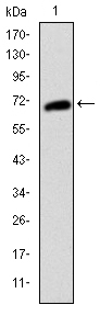 Figure 1: Western blot analysis using KIT mAb against human KIT (AA: 805-976) recombinant protein. (Expected MW is 45 kDa)