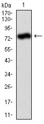 Figure 1: Western blot analysis using ALPL mAb against human ALPL (AA: 18-502) recombinant protein. (Expected MW is 78.9 kDa)