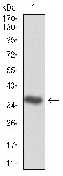 Figure 1: Western blot analysis using CDK2 mAb against human CDK2 (AA: 197-295) recombinant protein. (Expected MW is 36.8 kDa)