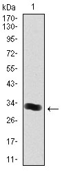 Figure 1: Western blot analysis using THPO mAb against human THPO (AA: 250-303) recombinant protein. (Expected MW is 30 kDa)