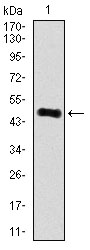 Figure 1: Western blot analysis using ARHGDIA mAb against human ARHGDIA recombinant protein. (Expected MW is 48.7 kDa)