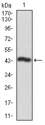 Figure 1: Western blot analysis using CSNK2A2 mAb against human CSNK2A2 recombinant protein. (Expected MW is 44 kDa)
