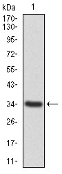 Figure 1: Western blot analysis using ANXA1 mAb against human ANXA1 recombinant protein. (Expected MW is 33.7 kDa)