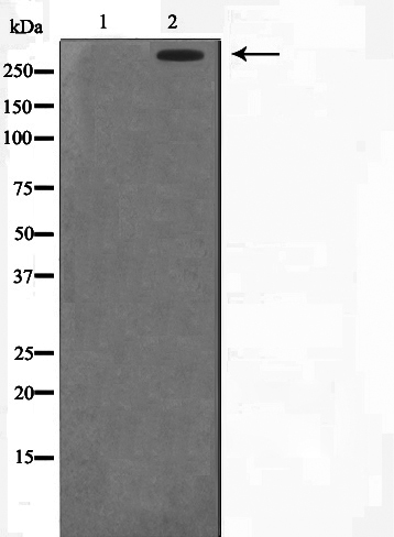 Western blot analysis on HeLa cell lysate using DNA-PK Antibody,The lane on the left is treated with the antigen-specific peptide.