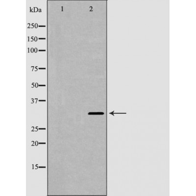 Western blot analysis of Mouse liver tissue lysates, using MBP Antibody. The lane on the left is treated with the antigen-specific peptide.