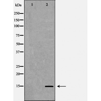 Western blot analysis of extracts of HeLa using H3K4me2 antibody. The lane on the left is treated with the antigen-specific peptide.