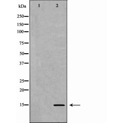 Western blot analysis of extracts of HeLa using H3K9me1 antibody. The lane on the left is treated with the antigen-specific peptide.
