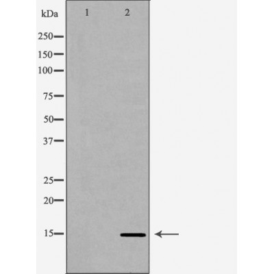 Western blot analysis of extracts of HeLa using H3K79me1 antibody. The lane on the left is treated with the antigen-specific peptide.