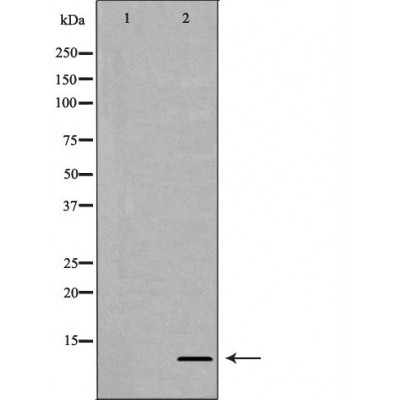 Western blot analysis of extracts of HeLa using H4R3 me2a antibody. The lane on the left is treated with the antigen-specific peptide.