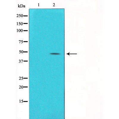 Western blot analysis of Hela with alpha SMA antibody diluted at 1:5,000.