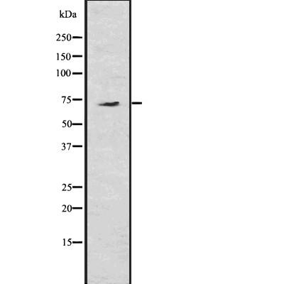 Western blot analysis of AMFR using COS7 whole lysates.