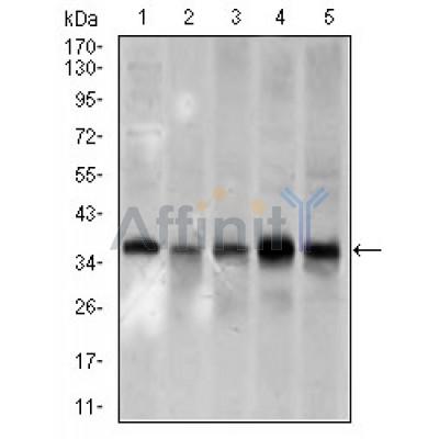 Western blot analysis using PCNA mouse mAb against A431 (1), HeLa (2), HepG2 (3), Raji (4), and MOLT4 (5) cell lysate.