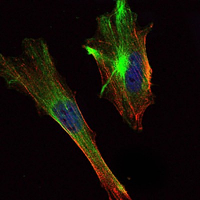 Immunofluorescence analysis of Hela cells using CRTC2 mouse mAb (green). Blue: DRAQ5 fluorescent DNA dye. Red: Actin filaments have been labeled with Alexa Fluor-555 phalloidin.