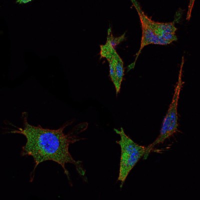Immunofluorescence analysis of NTERA-2 cells using SMAD5 mouse mAb (green). Blue: DRAQ5 fluorescent DNA dye. Red: Actin filaments have been labeled with Alexa Fluor-555 phalloidin.