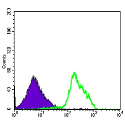 Flow cytometric analysis of RAJI cells using BECN1 mouse mAb (green) and negative control (purple). 