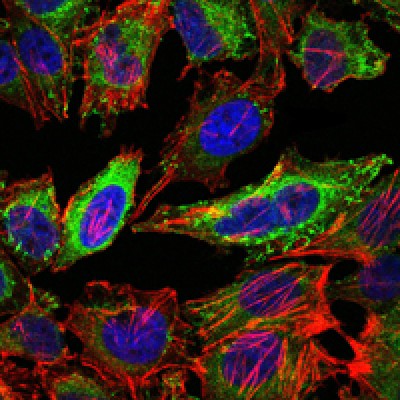  Immunofluorescence analysis of Hela cells using ABCG2 mouse mAb (green). Blue: DRAQ5 fluorescent DNA dye. Red: Actin filaments have been labeled with Alexa Fluor-555 phalloidin.