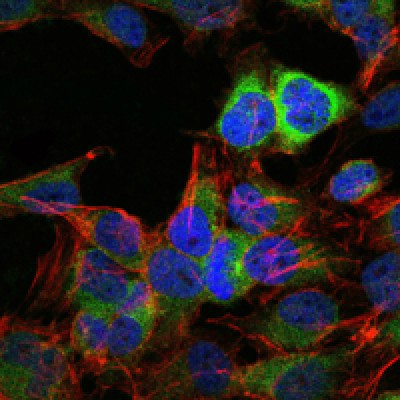  Immunofluorescence analysis of Hela cells using HSP90AB1 mouse mAb (green). Blue: DRAQ5 fluorescent DNA dye. Red: Actin filaments have been labeled with Alexa Fluor-555 phalloidin. 