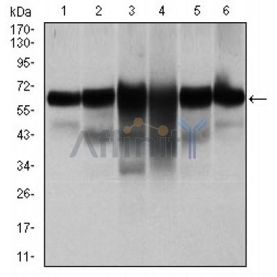 Western blot analysis using CK5 mouse mAb against A431 (1), MCF-7 (2), HeLa (3), HepG2 (4), 3T3-L1 (5), and COS-7 (6) cell lysate. 