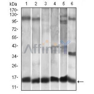 Western blot analysis using CCL2 mouse mAb against A549 (1), HeLa (2), Raw264.7 (3), L1210 (4), C6 (5), and COS-7 (6)cell lysate.