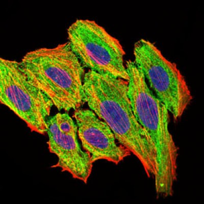  Immunofluorescence analysis of HepG2 cells using CCL2 mouse mAb (green). Blue: DRAQ5 fluorescent DNA dye. Red: Actin filaments have been labeled with Alexa Fluor-555 phalloidin. 