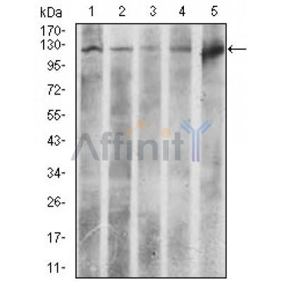  Western blot analysis using ACLY mouse mAb against HeLa (1), NIH3T3 (2), C6 (3), COS7 (4), and Raji (5) cell lysate.