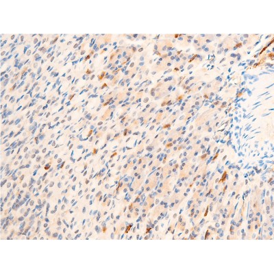 AF2016 at 1/100 staining mouse gastric tissue sections by IHC-P. The tissue was formaldehyde fixed and a heat mediated antigen retrieval step in citrate buffer was performed.