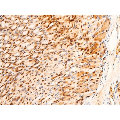AF3090 at 1/100 staining mouse gastric tissue sections by IHC-P. The tissue was formaldehyde fixed and a heat mediated antigen retrieval step in citrate buffer was performed.
