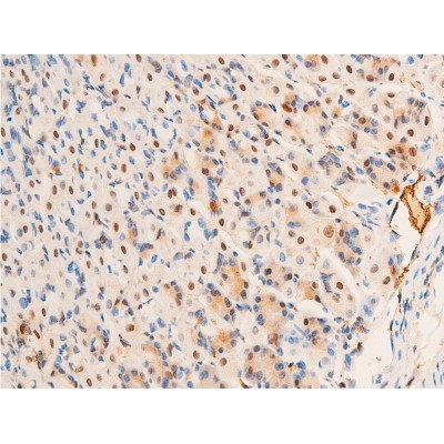 AF3093 at 1/100 staining mouse gastric tissue sections by IHC-P. The tissue was formaldehyde fixed and a heat mediated antigen retrieval step in citrate buffer was performed.