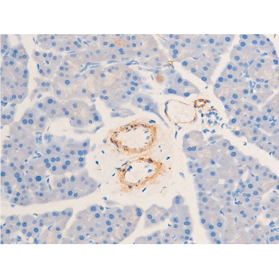 AF1032 at 1/100 staining mouse pancreas tissue sections by IHC-P. The tissue was formaldehyde fixed and a heat mediated antigen retrieval step in citrate buffer was performed.