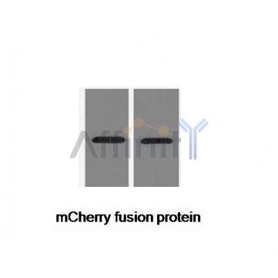 Western blot analysis of mCherry-Tag Mouse Monoclonal antibody expression in mCherry fusion protein sample