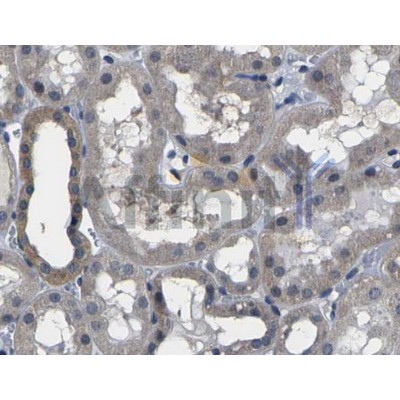 AF5016 at 1/100 staining human kidney tissues sections by IHC-P. The tissue was formaldehyde fixed and a heat mediated antigen retrieval step in citrate buffer was performed. The tissue was then blocked and incubated with the antibody for 1.5 hours at126