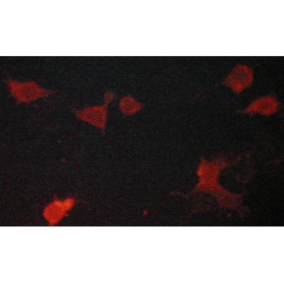 AF5248 staining LOVO cells by ICC/IF. Cells were fixed with PFA and permeabilized in 0.1% saponin prior to blocking in 10% serum for 45 minutes at 37C.The primary antibody was diluted 1/400 and incubated with the sample for 1 hour at 37C.