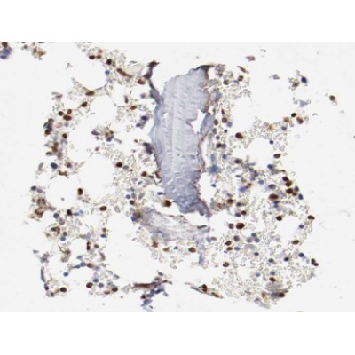AF0085 at 1/200 staining human Bone marrow tissue sections by IHC-P. The tissue was formaldehyde fixed and a heat mediated antigen retrieval step in citrate buffer was performed.