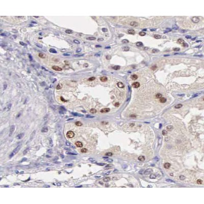 AF3176 at 1/200 staining human kidney tissue sections by IHC-P. The tissue was formaldehyde fixed and a heat mediated antigen retrieval step in citrate buffer was performed.