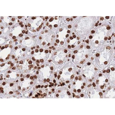 AF0792 at 1/100 staining human Kidney tissue sections by IHC-P. The tissue was formaldehyde fixed and a heat mediated antigen retrieval step in citrate buffer was performed.