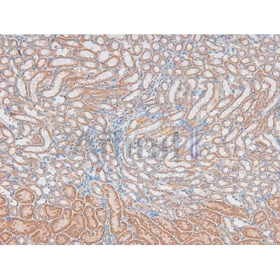 AF8089 at 1/200 staining Mouse kidney tissue sections by IHC-P.The tissue was formaldehyde fixed and a heat mediated antigen retrieval step in citrate buffer was performed.The tissue was then blocked and incubated with the antibody for 1.5 hours at 22C.