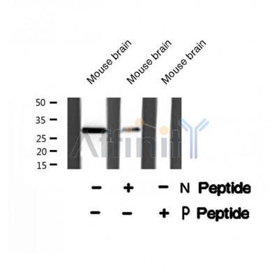 Western blot analysis of MBP (Phospho-Thr232) using Mouse brain tissue lysates